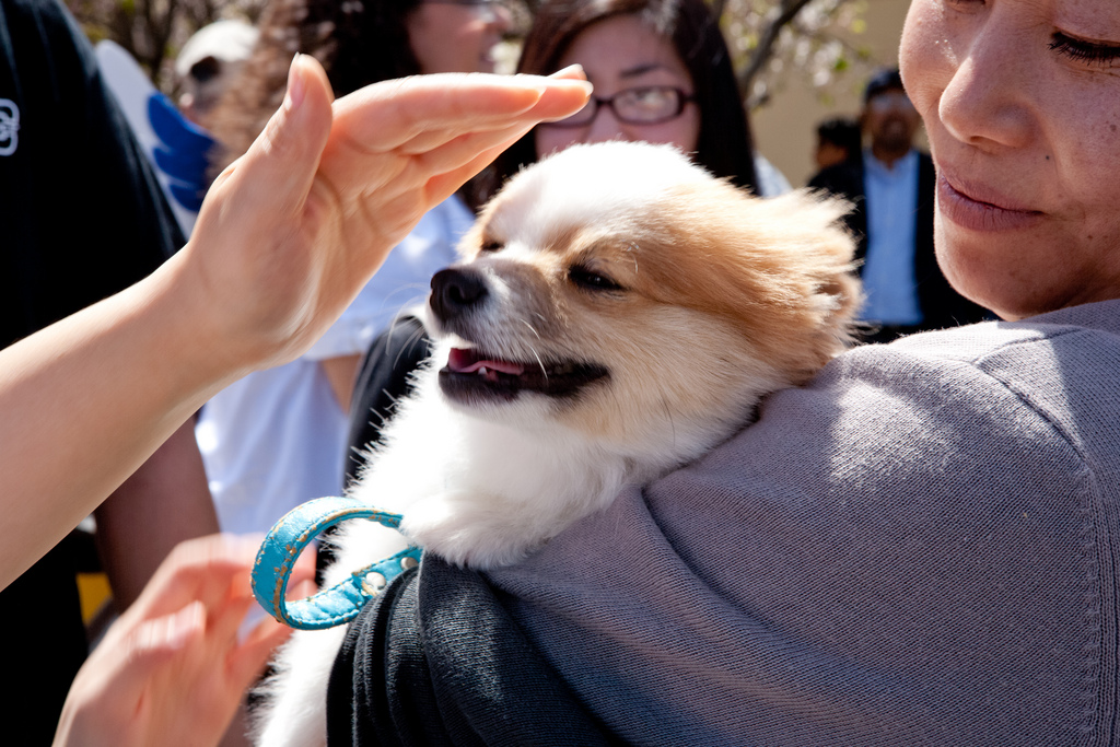 Tips for attending "dog friendly" events this summer Edinburgh Dog